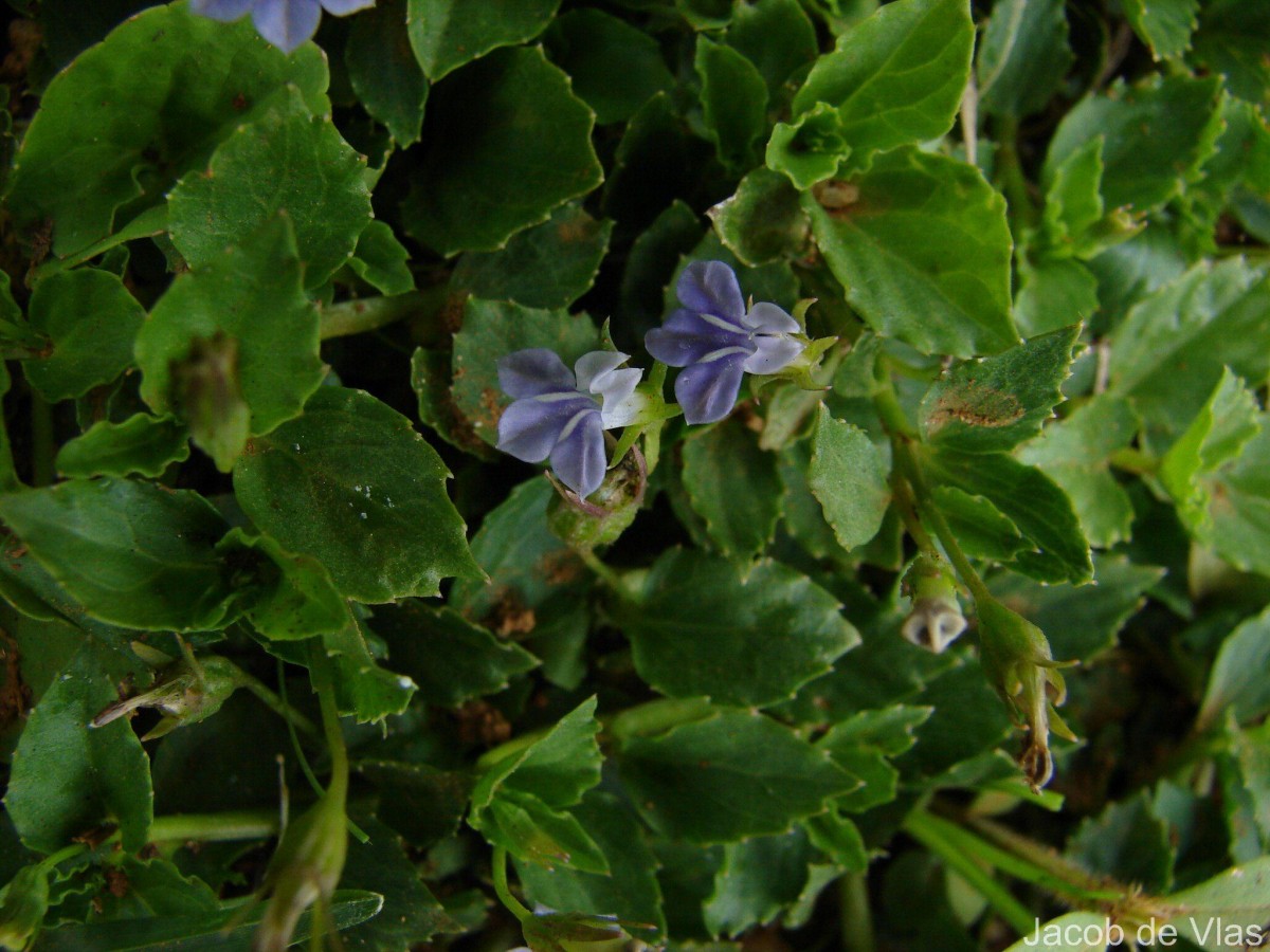 Lobelia alsinoides Lam.